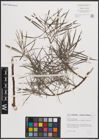 Foto von Salix eleagnos subsp. angustifolia (Cariot) Rech. f.